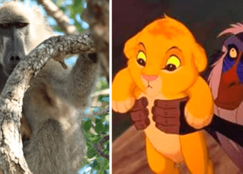 A baboon recreates the epic scene of ‘The Lion King’, but it all ends in the worst way [VIDEO]