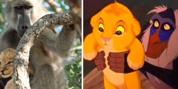 A baboon recreates the epic scene of ‘The Lion King’, but it all ends in the worst way [VIDEO]