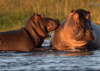 Colombia, Pablo Escobar’s hippos are a coincidence. “Ecosystem at risk”