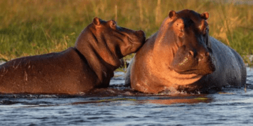 Colombia, Pablo Escobar’s hippos are a coincidence. “Ecosystem at risk”